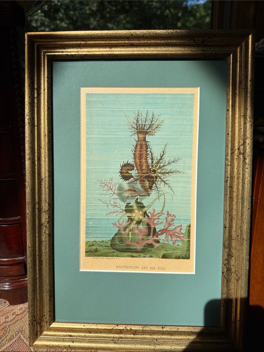 Antique Sea Star and Holothurians Print